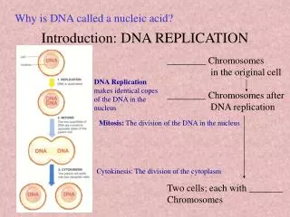 Introduction: DNA REPLICATION