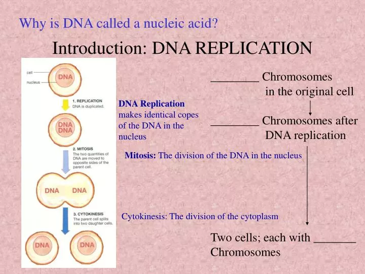 introduction dna replication