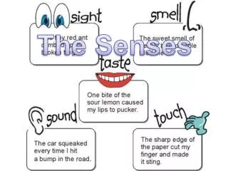 The Senses