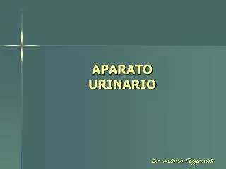 aparato urinario