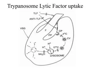 Trypanosome Lytic Factor uptake