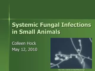 Systemic Fungal Infections in Small Animals