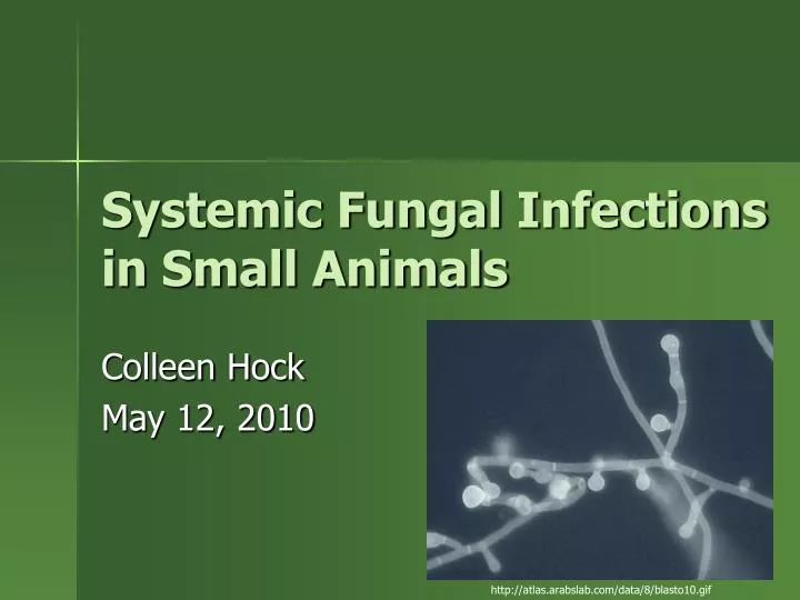 systemic fungal infections in small animals