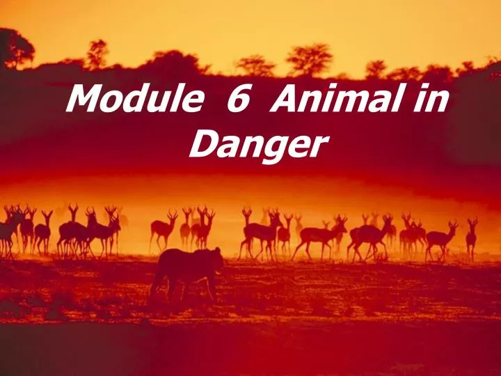 module 6 animal in danger