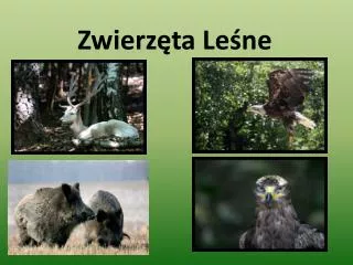 zwierz ta le ne