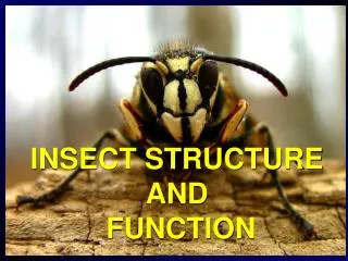 INSECT STRUCTURE AND FUNCTION