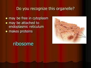 Do you recognize this organelle?
