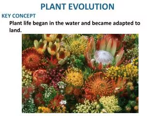 PLANT EVOLUTION KEY CONCEPT Plant life began in the water and became adapted to land.