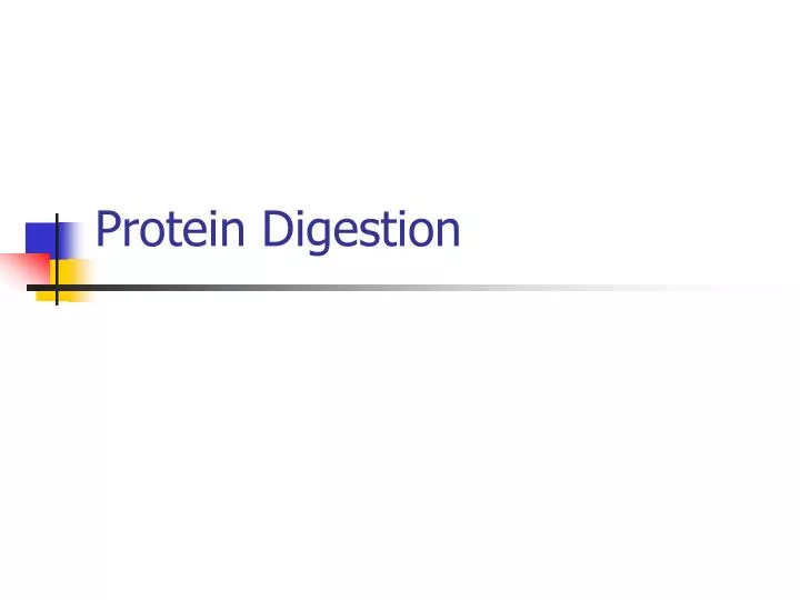 protein digestion