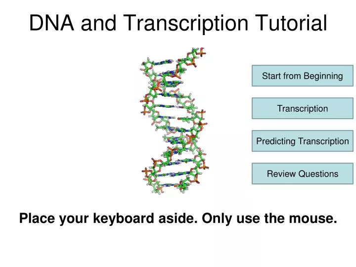 dna and transcription tutorial