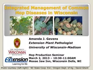 Integrated Management of Common Hop Diseases in Wisconsin