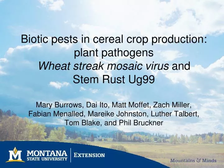 biotic pests in cereal crop production plant pathogens wheat streak mosaic virus and stem rust ug99