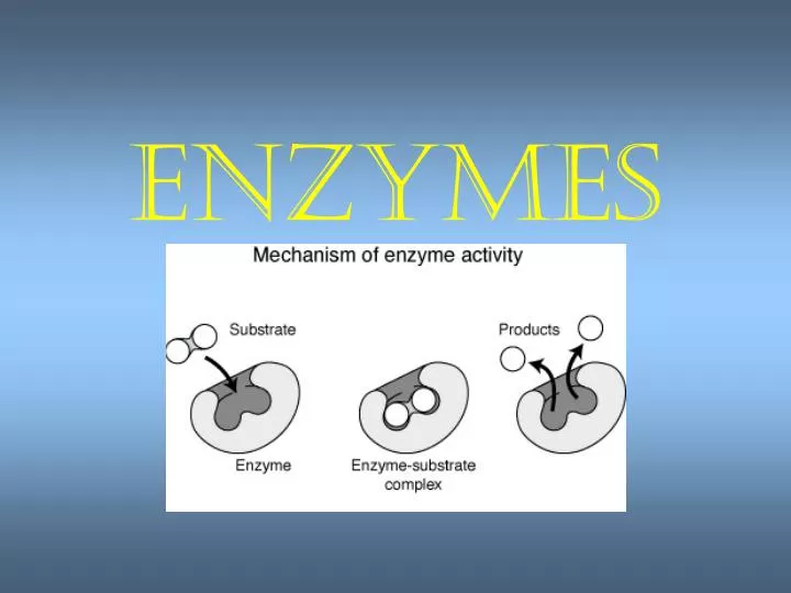 PPT - Enzymes PowerPoint Presentation, Free Download - ID:6618530