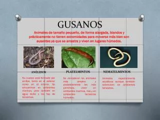 gusanos