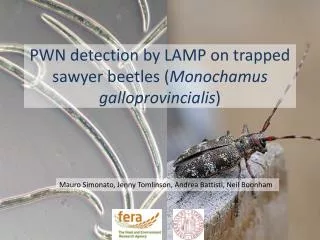 PWN detection by LAMP on trapped sawyer beetles ( Monochamus galloprovincialis )