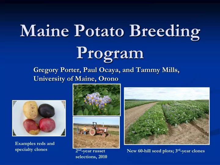 maine potato breeding program