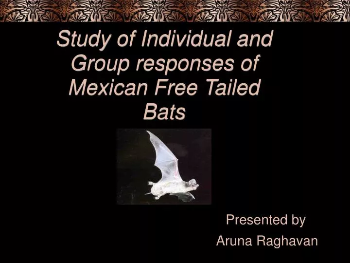 study of individual and group responses of mexican free tailed bats