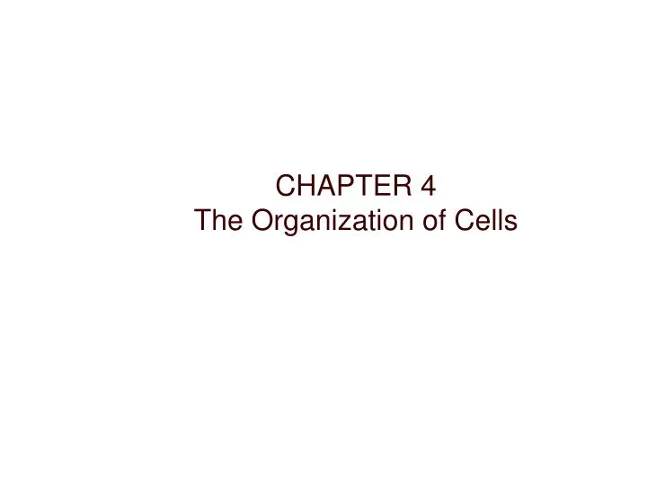chapter 4 the organization of cells