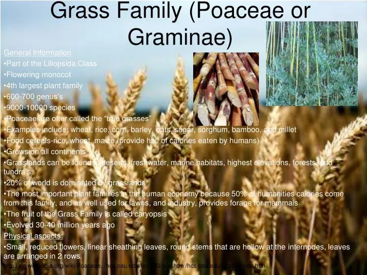 grass family poaceae or graminae