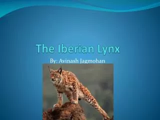 The Iberian Lynx