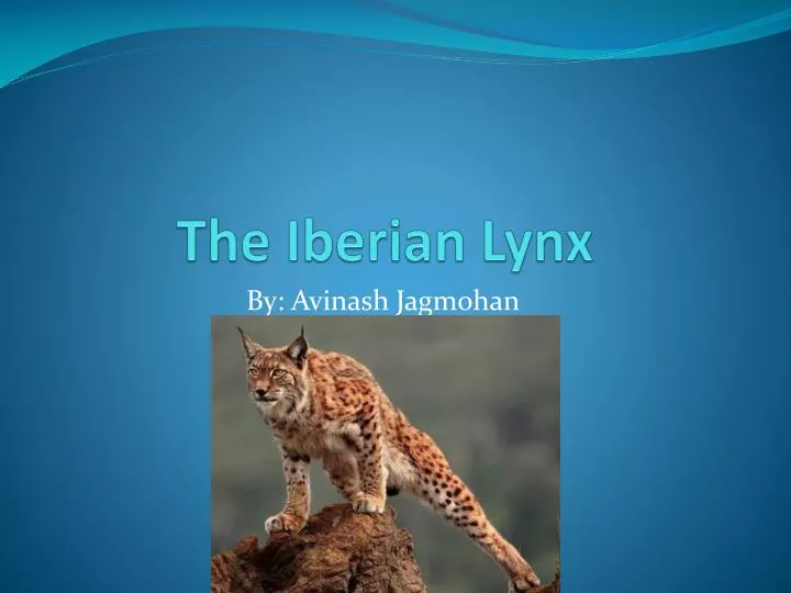 the iberian lynx