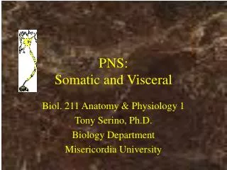 PNS: Somatic and Visceral