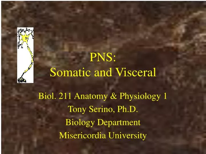 pns somatic and visceral