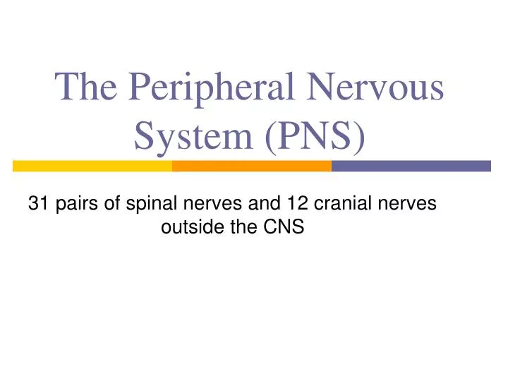 the peripheral nervous system pns