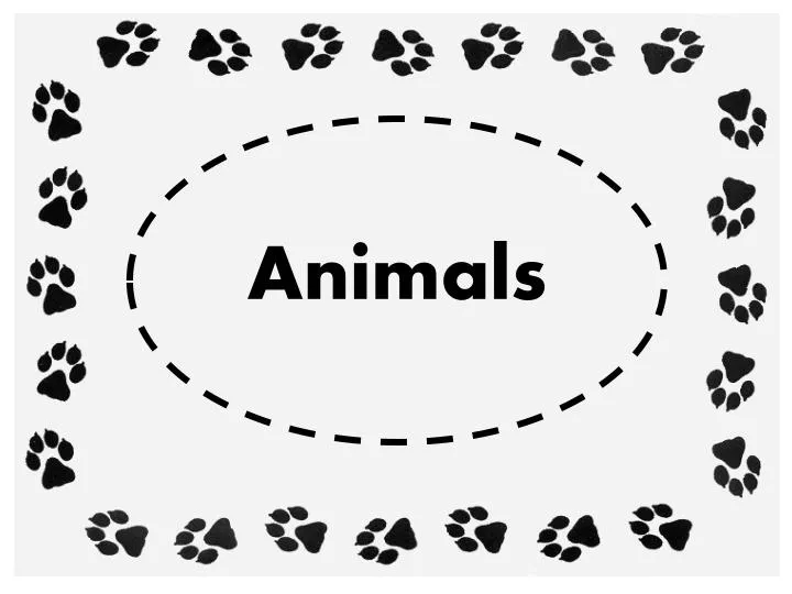 animals