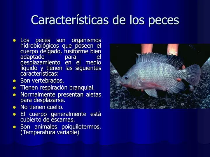 caracter sticas de los peces