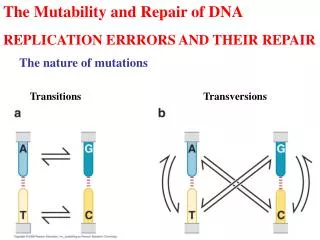 The Mutability and Repair of DNA