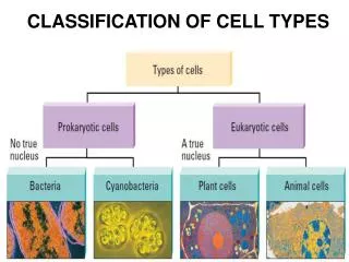 CLASSIFICATION OF CELL TYPES