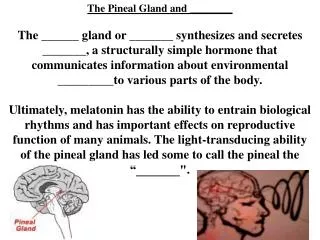 The Pineal Gland and ________