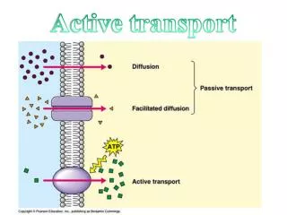 Active transport