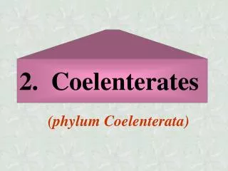 2. Coelenterates