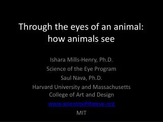 Through the eyes of an animal: how animals see