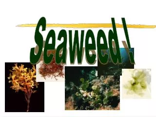 Seaweed !