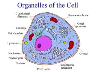 Contain digestive enzymes Found: Animal cells Jobs: 1) Autolysis: Destroy dying cell