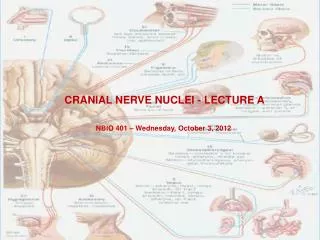 CRANIAL NERVE NUCLEI - LECTURE A