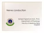 Nerve conduction - slide 1