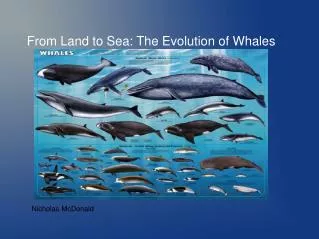 From Land to Sea: The Evolution of Whales