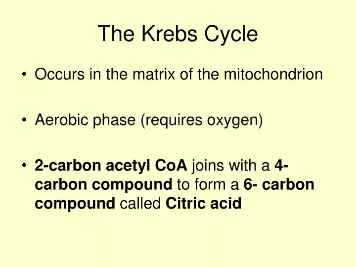 the krebs cycle