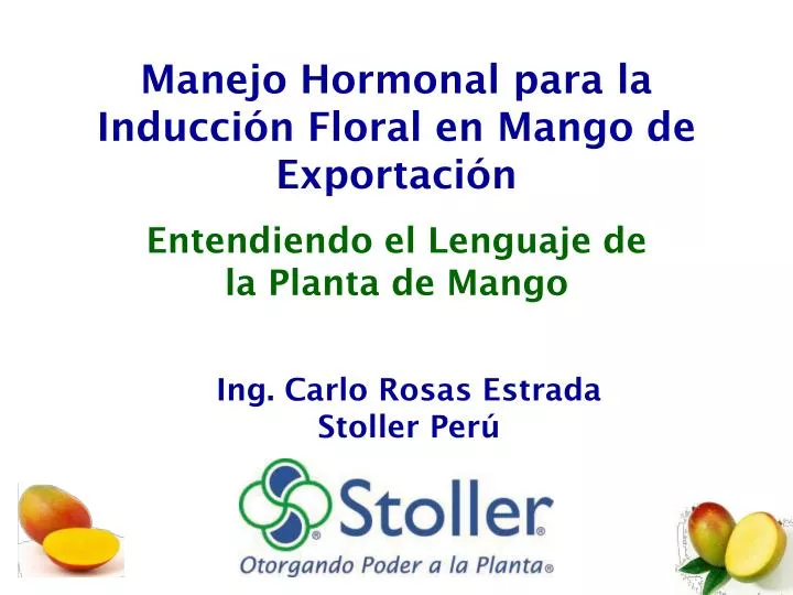 manejo hormonal para la inducci n floral en mango de exportaci n