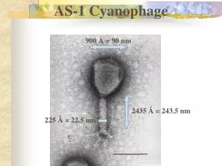 AS-1 Cyanophage