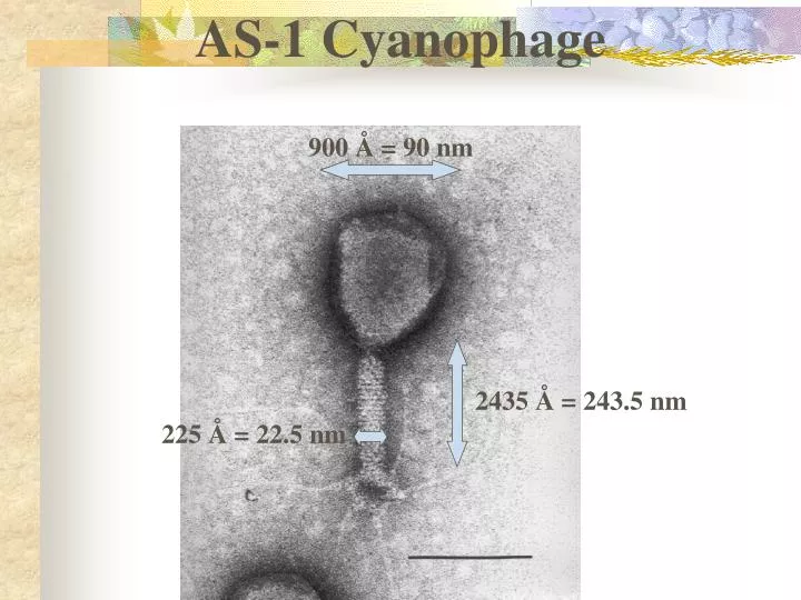 as 1 cyanophage