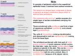 Skin - slide 1