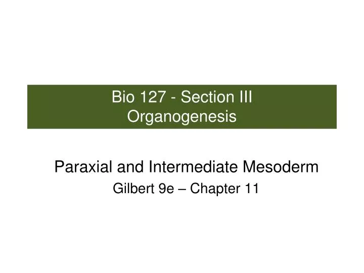 bio 127 section iii organogenesis