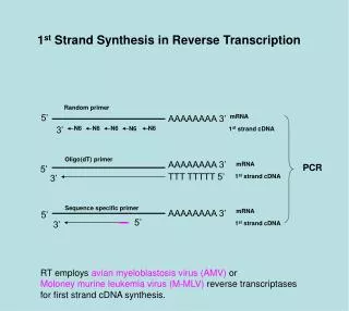 1 st Strand Synthesis in Reverse Transcription