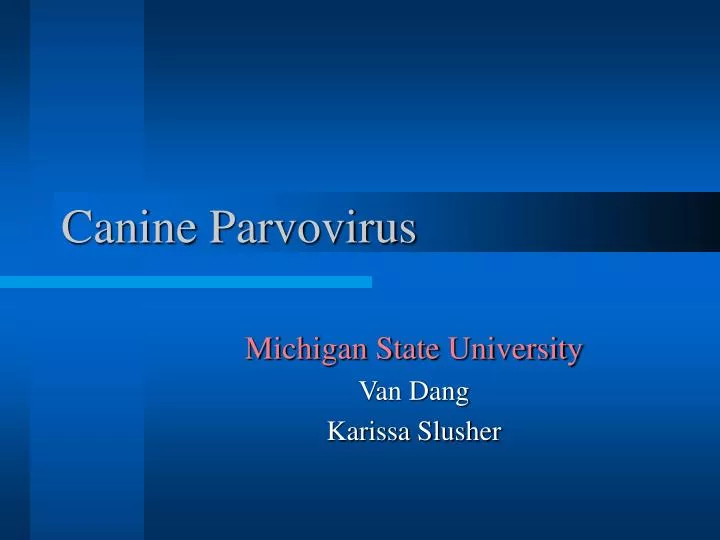 canine parvovirus