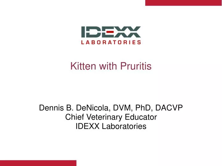 kitten with pruritis